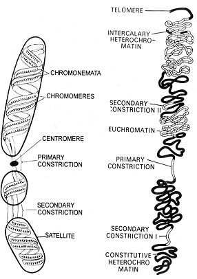 Structure of chromosome, STRUCTURE Each chromosome composed of two interwoven, Biology Chromosome Structure, Biology Assignment, Anaerobic Respiration, Study Strategies, Teaching Biology, High School Life, Assignment Help, College Hacks, Study Skills