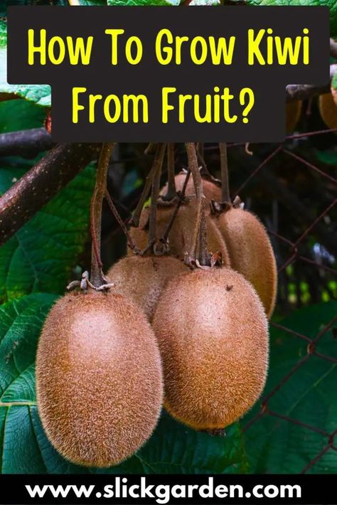 Grow Kiwi From Seed, How To Grow Kiwi, Kiwi Growing, Kiwi Berries, Kiwi Seeds, Growing Vines, Garden Layout Vegetable, Vertical Garden Diy, Vertical Gardening