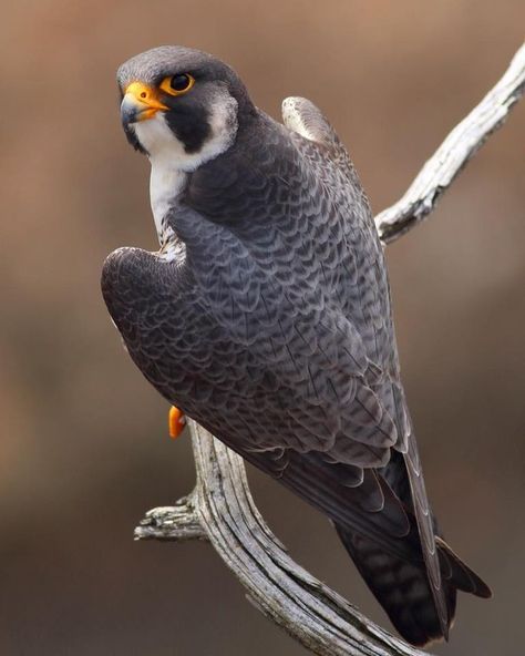 Peregrine Falcon Wings, Paragrine Falcon, Peregrine Falcon Aesthetic, Falcon Aesthetic, Falcon Peregrine, Falcon Reference, Raptors Bird, Eagle Images, Animal Illustration Art