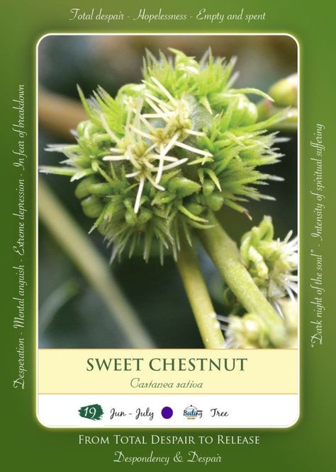 Sweet Chestnut Bach Flower, Bach Remedies, Flower Medicine, Floral Therapy, Bach Flowers, Flower Remedies, Bach Flower Remedies, Sweet Chestnut, Flower Remedy