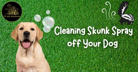 Cleaning Your Dog After a Skunk Spray - TK Hot Retrievers - TK Hot Retrievers Skunk Spray, Skunk Smell, Homemade Shampoo, Tick Prevention, Types Of Eyes, Dishwasher Soap, Water Dog, Tomato Juice, Flea And Tick