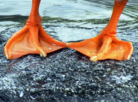 Duck-Toed Duck Feet, Backyard Ducks, Print Artist, Fine Art America, Acrylic Prints, High Quality Art Prints, Find Art, Photographic Print, Stock Photos