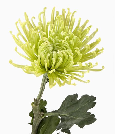 Spider Chrysanthemum, Fresh Flower Bouquets Wedding, Chrysanthemum Morifolium, Green Spider, Spider Mums, Chrysanthemum Flower, Unique Flowers, Bunch Of Flowers, Fresh Cut