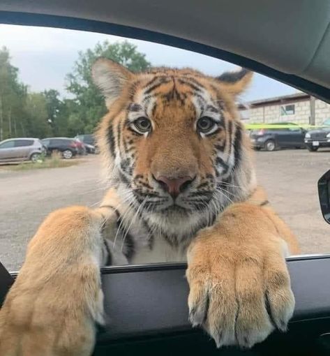 Pet Tiger, Cute Tigers, Big Animals, Pretty Animals, Silly Animals, Cute Wild Animals, A Tiger, Funny Animal Memes, Cute Animal Photos