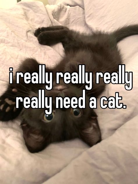 i want a cat so bad 🐈‍⬛ 𖤐 #cat #whisper I Wish I Was A Cat No School No Work, Cat Whisper, Cat Quote, Pinterest Whispers, Cant Take Anymore, Real Whispers, Whisper In Your Ear, Maybe In Another Life, My Diary