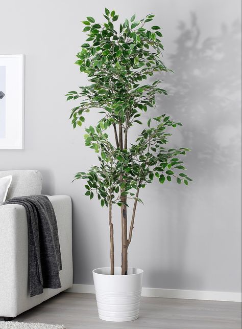 Weeping Fig, Modern Style Bedroom, Plant Indoor, Artificial Potted Plants, Interior Plants, Water Plants, Room Aesthetic, Artificial Plants, Green Thumb