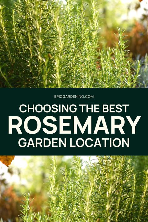 Rosemary is an iconic drought-tolerant herb that is as beautiful as fragrant. Not sure where you should put your rosemary plants so they get optimal sunlight? This hardy herb can thrive in many environments, but where do they grow best? In this article, gardening expert and former organic farmer Logan Hailey examines how much sunlight your rosemary needs, and if it can actually survive in shadier conditions. Rosemary In Garden, Growing Rosemary Outdoors, Planting Rosemary Outdoors, Rosemary Harvesting, Harvesting Rosemary, Prostrate Rosemary Plants, Rosemary Plant Care, Rosemary Garden, Growing Herbs At Home