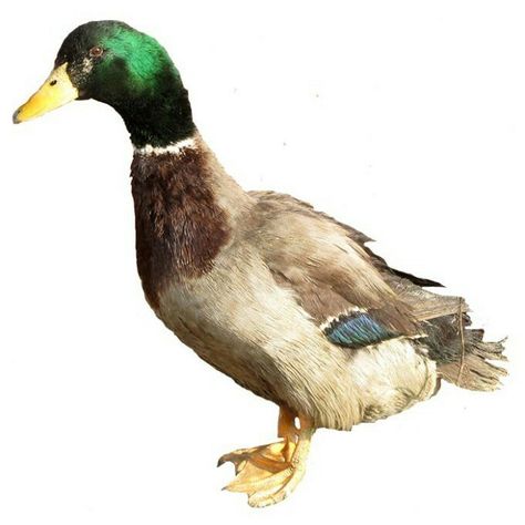 Rouen Duck Rouen Duck, Pekin Duck, Mallard, Ducks, Image Search, Birds, Animals, White