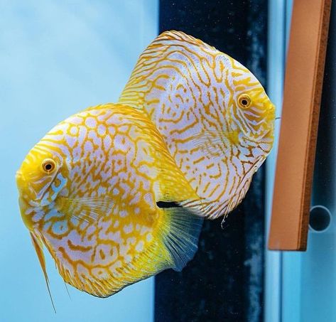 Discuss Fish, Discus Fish For Sale, Fantail Pigeon, Discus Aquarium, Oscar Fish, Fish Farm, Tropical Fish Aquarium, Tropical Freshwater Fish, Discus Fish