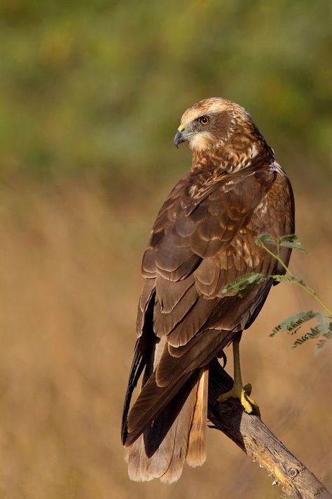 Marsh Harrier, Nature Reference, British Birds, Outback Australia, Bird Of Prey, Nature Pics, Bird Hunting, British Wildlife, Wild Creatures