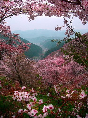 sakura mountians yoshino | Paul Hillier | Flickr Landscaping Software, World Most Beautiful Place, Photography Subjects, Spring Is Here, Beautiful Places In The World, Photography Photos, Cherry Blossoms, Most Beautiful Places, Beautiful World