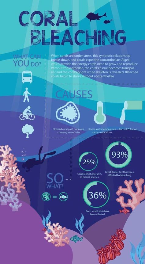 Coral Bleaching Info Poster, Coral Bleaching, Marine Creatures, Infographic Inspiration, Ocean Pollution, Symbiotic Relationships, Marine Biologist, Marine Conservation, Oceanography