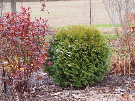 Thuja occidentalis 'Woodwardii' : Dark-green foliage. Slow-growing and rounded habit. Evergreen Flowers, Thuja Occidentalis, Green Foliage, Flowering Trees, Types Of Plants, Trees To Plant, Soil, Dark Green, Plants