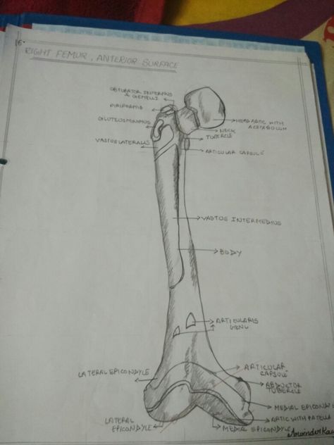 Femur Bone Drawing, Anatomy Labeled, Bone Drawing, Femur Bone, Drawing Anatomy, Body Image Art, Pencil Shading, Drawing Sketch, Study Notes