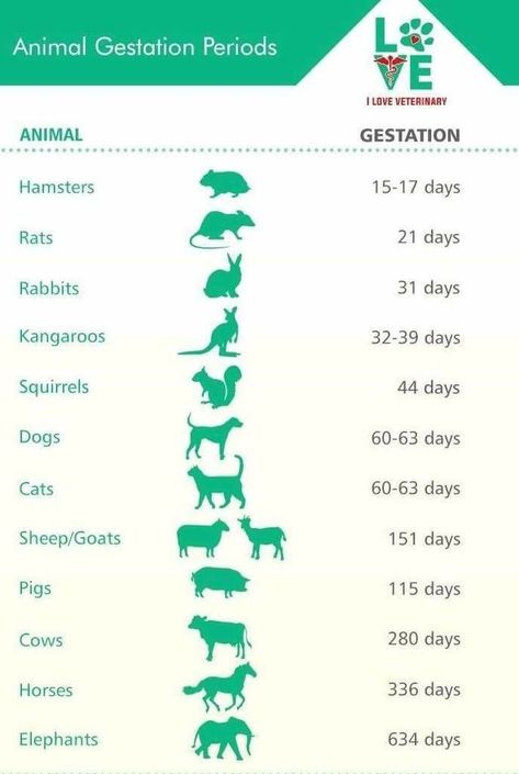 Animal Gestation Periods For Hamsters, Rats, Rabbits, Kangaroos, Squirrels, Dogs, Cats, Sheep, Goats, Pigs, Cows, Horses & Elephants Animal Atonamy, Animal Science Major, Canine Distemper, Vet Science, Animal Management, Vet School Motivation, Vet Nursing, Veterinarian Technician, Vet Tech School