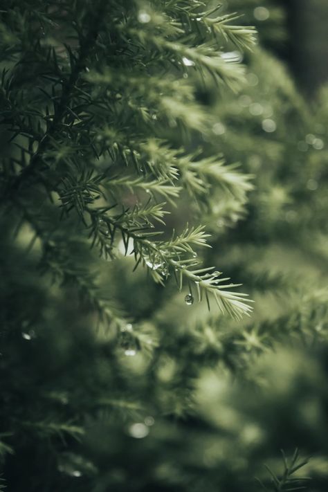 Green Pine Tree in Close Up Photography · Free Stock Photo Relaxing Rain Sounds, Photo Texture, Close Up Photography, Sound Of Rain, Nature Center, Jewelry Tree, Abstract Photography, Meditation Music, Pine Tree