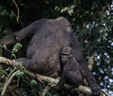 Recently I posted about conservation and research in the Amazon and as promised I am focusing on the Congo Basin in this post. Congo Basin, Republic of Congo The remote Congo Basin, the world’s second largest rainforest, is a vital “carbon sink” that plays a crucial role in mitigating global warming. Scientists estimate that every hectare of Congo’s tropical rainforest sequesters 300 tons of CO2e. Visitors to @kamba.africa help preserve 1.3 million hectares of rainforest, savanna, and windin... Congo Basin, Carbon Sink, Republic Of Congo, Tropical Rainforest, The Amazon, Scientists, Quick Saves