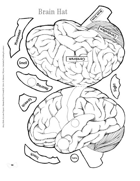 Brain Crafts For Kids, Brain Hat, Template Black And White, Human Body Projects, Brain Models, Brain Craft, About Brain, Human Body Activities, Human Body Unit