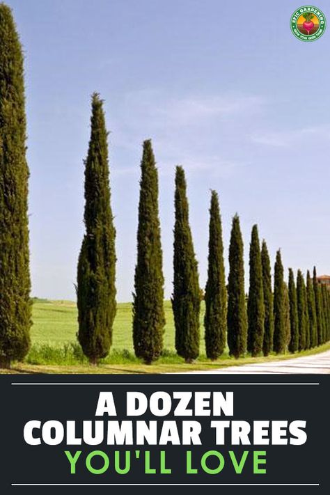 In landscaping, columnar trees provide both lovely foliage and a distinctive shape. Here's twelve of our favorites that you should consider! via @epicgardening Pencil Cypress Trees, Lombardi Poplar Trees, Columnar Trees Landscapes, Lombardy Poplar Tree, Pencil Trees Landscaping, Columnar Evergreen Trees, Cyprus Trees Landscaping, Swedish Columnar Aspen, Trees For Small Spaces