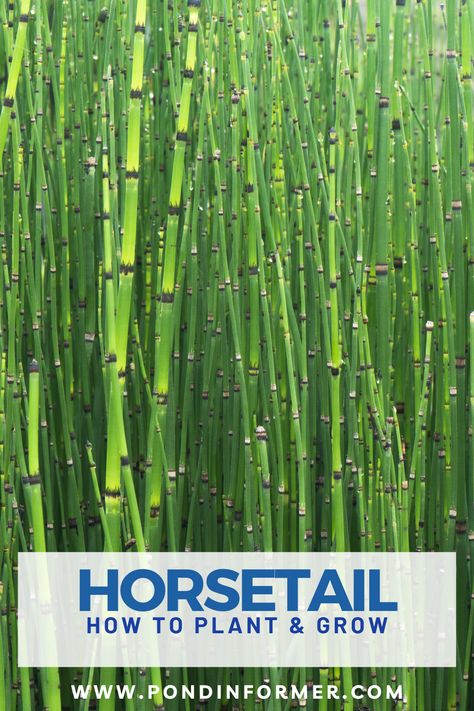 Horsetail Bamboo, Horsetail Plant, Horsetail Reed, Modern Planting, Types Of Ferns, Seeds Benefits, Outdoor Ponds, Patio Cover, Pond Plants