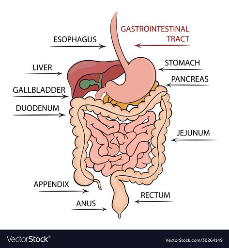 Human Alimentary Canal Diagram Drawing, Nurse Study, Human Vector, Acid Reflux Recipes, Lactobacillus Reuteri, Gastrointestinal Tract, Leigh Ann, Healthy Cholesterol Levels, Low Mood