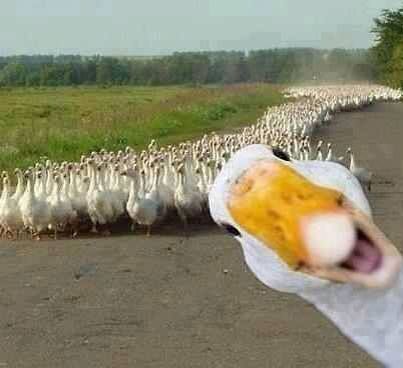 Duck photobomb! Funny Duck, 웃긴 사진, Quarter Horse, E Card, Funny Animal Pictures, Animal Photo, 귀여운 동물, Bones Funny, Animals Friends