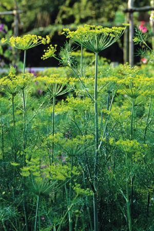 Anethum Graveolens - Dill - a brilliant, acid-green filler, with so many different roles – its leaves are invaluable for cooking, its flowers for decorating salads and arranging, and its seeds for salads, baking and tagines.  As a cut flower, it’s good with whites and blues or rich, brilliant colours to heighten their contrasts (see our Dark Cut Flower Mix). This will self-sow freely. Anethum Graveolens, How To Grow Dill, Dill Seeds, Flower Seedlings, Sarah Raven, Cut Flower Garden, Herb Seeds, Growing Herbs, Garden Cottage