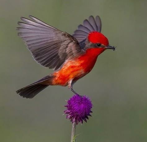 Vermilion Flycatcher (male)💗 Vermillion Flycatcher, Vermilion Flycatcher, Fly Catcher, Peacock Pictures, Flycatchers, Nature Photographers, Birds Photography, Most Beautiful Birds, Photography Words