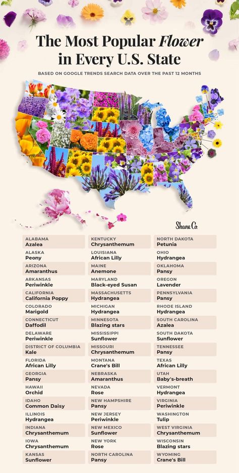 From the majestic California poppy to the heart-shaped pansy, each flower has its unique style, and each state has its favorite flower. State Flowers List Of, Flower And Animal, African Lily, State Flowers, Northeast Region, Columbia Missouri, Most Popular Flowers, Popular Flowers, Favorite Flower