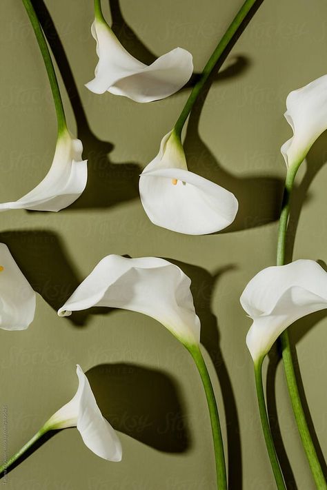 Stock Photography Ideas, Lily Wallpaper, Calla Lily Flowers, Flower Photoshoot, Calla Lilies, Foto Art, Lily Flower, Photography Portfolio, Calla Lily