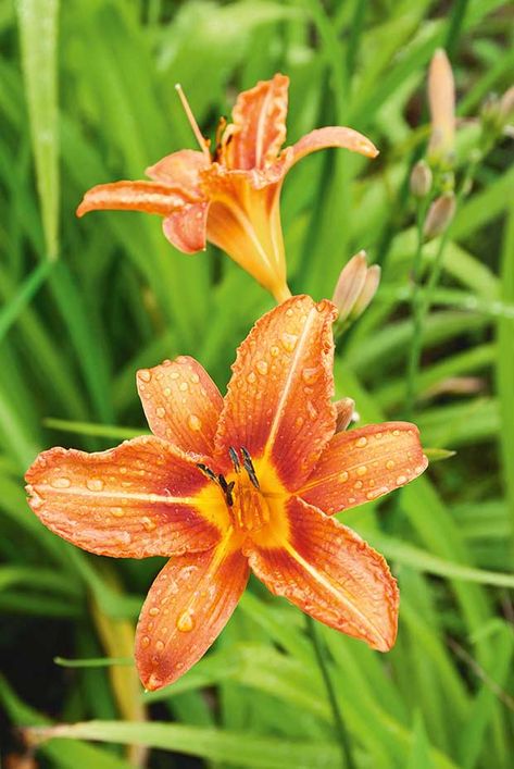 A comprehensive guide to growing, using and cooking with daylilies - thisNZlife Lilly Flower Drawing, Lilly Plants, Day Lilly, Lilly Flower, Orange Plant, Tiny Garden, List Of Flowers, Blossom Garden, Day Lilies