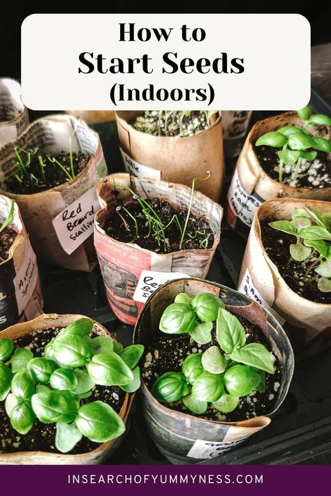 Many paper rolls filled with seed starting mix with seedlings growing out of them with the words "How to Start Seeds Indoors". Planting Seeds Outdoors, Planting Seeds Indoors, Start Seeds Indoors, Avocado Plant, Planting Calendar, Micro Greens, Grow Flowers, Seed Starting Mix, Starting Seeds Indoors