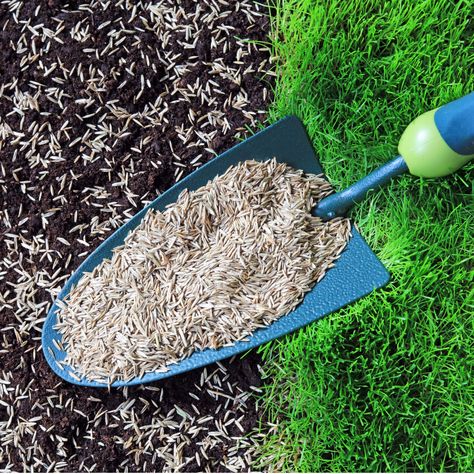 How To Plant Grass Seed - 2 Big Secrets To Get Grass To Grow Fast And Thick! Grow Grass Fast, How To Plant Grass, Tall Fescue Grass, Grass Seed Types, Planting Grass Seed, Lawn Repair, Planting Grass, Seeding Lawn, Growing Grass