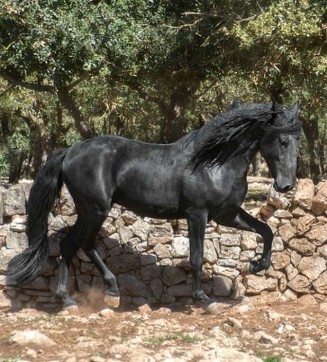 Young Murgese stud colt, Insitor. photo: Valeria Bonelli. Murgese Horse, Andalusian Horses, Blood Hunter, Friesian Horses, Dream Horse, Horse Boarding, Andalusian Horse, Black Horses, Friesian Horse