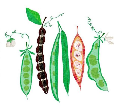 Pea Pod Watercolor Pea Pod Illustration, Peas Illustration, Pea Drawing, Pea Illustration, Vegetable Illustration, Vegetable Prints, Simple Line Drawings, Pea Pods, Illustration Food