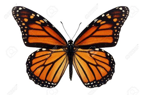 Beautiful Monarch Butterfly Isolated On White Background. Stock Photo, Picture And Royalty Free Image. Image 33425654. Monarch Tattoo, Monarch Butterfly Tattoo, Butterfly Illustration, Orange Butterfly, Butterfly Pictures, Butterfly Drawing, Butterfly Painting, Scientific Illustration, Macro Photos