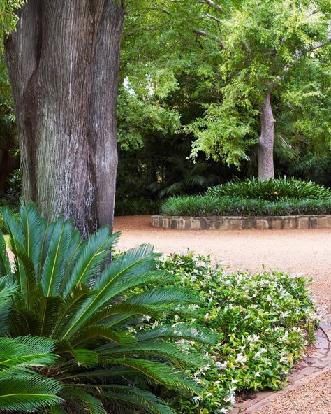 DangarBarinSmith on Instagram: “One of our more formal gardens with Cycas revoluta (Cycad) and Trachelospermum Tricolour or Star Jasmin adding greenery to the base of…” Driveway Inspiration, Cycas Revoluta, Front Driveway, Garden Driveway, Tropical Garden Ideas, Sago Palm, Garden Board, Star Jasmine, Property Ideas