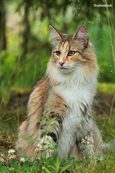 Cats In Forest, Cat In The Forest, Cats In The Wild, Largest Domestic Cat, Wild Cat Species, Large Cat Breeds, Domestic Cat Breeds, Norwegian Forest, Forest Cat