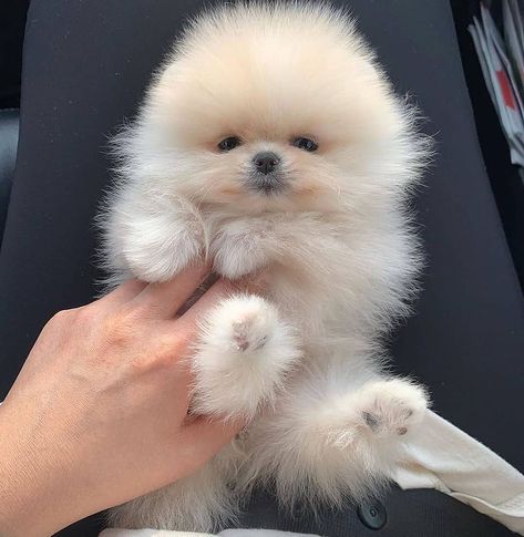 White Teacup Pomeranian, Pomeranian Teacup, Micro Pomeranian, Teddy Bear Pomeranian, Mini Pomeranian, White Pomeranian Puppies, Labrador Puppies For Sale, Dog Pomeranian, Pomeranian Puppy Teacup