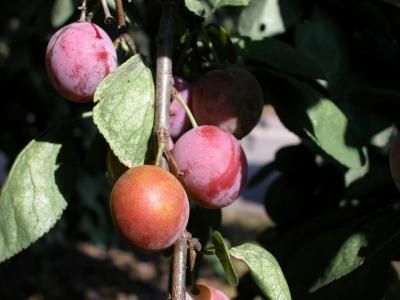 Florida is home to four species of native wild plum. Of these, three -- the scrub, chickasaw and flatwoods plums -- are found mainly in central Florida. The fourth is the American plum, which tends to be found in the north of the state. The state's native plums are ideally suited to the climactic conditions of the area. For this reason, anyone who lives in Florida and wants to cultivate plums themselves should consider growing these species before looking at others. Plum Tree Care, Wild Plum Tree, Japanese Plum Tree, Plum Varieties, Plum Trees, Plum Seed, Japanese Plum, Plum Wine, Old Farmers Almanac