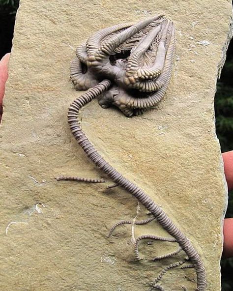 Crinoid Fossil, Verse Bible, Dinosaur Posters, Bible Commentary, Rocks And Fossils, Deep Sea Creatures, Trilobite Fossil, Paleo Art, Prehistoric Animals