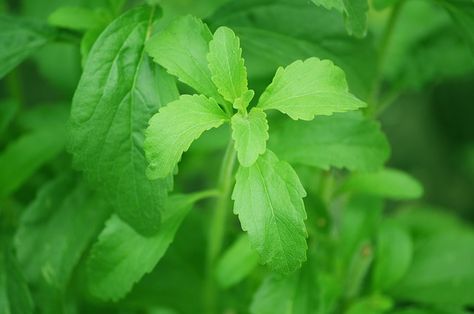 Lessons in Magical Herbalism: Stevia Growing Stevia, Candida Diet Recipes, Candida Cleanse, Stevia Plant, Sugar Alternatives, Sensory Garden, Stevia Extract, Candida Diet, Sugar Substitute