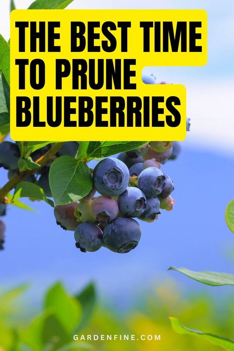 Save this pin to discover the best time to prune blueberries for optimal growth and fruit production! Learn expert tips and techniques to ensure your blueberry bushes thrive. #BlueberryGardening #SummerPruningTips #GardeningAdvice When To Trim Blueberry Bushes, When To Prune Blueberry Bushes, How To Prune Blueberry Bushes, Pruning Blueberries, Blueberry Bush Care, Growing Blueberries Bushes, Tennessee Gardening, Blueberry Fertilizer, Pruning Blueberry Bushes