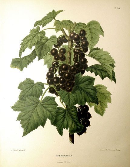 Blackcurrant (Ribes nigrum) is a temperate fruit crop native to central and northern Europe and northern Asia, and is widely cultivated both commercially and domestically for its abundant berries. It is less well known in the USA where it has been subject to restrictions for much of the 20th century (via Grossulariaceae) Black Currant Plant, Fruit Pictures, Fruit Packaging, Illustration Botanique, Vintage Botanical Prints, Black Currant, Black Currants, Scientific Illustration, Illustration Vintage