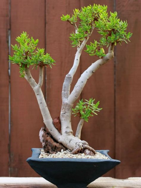 Crassula sarcocaulis Rock Wall Gardens, Bonsai Ficus, Low Growing Shrubs, Jade Bonsai, Succulent Bonsai, Bonsai Styles, Mini Bonsai, Japanese Bonsai, Crassula Ovata