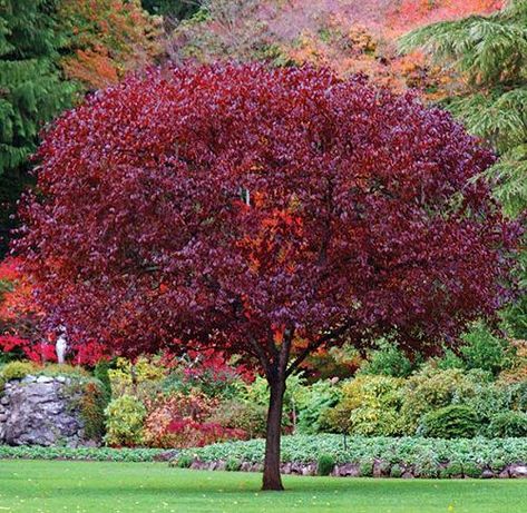 21 Stunning Trees With Red Leaves | Balcony Garden Web Purple Leaf Plum Tree, Trees With Red Leaves, Flowering Plum Tree, Tiny Backyard, Deer Resistant Perennials, Red Trees, Long Blooming Perennials, Cherry Plum, Purple Leaves