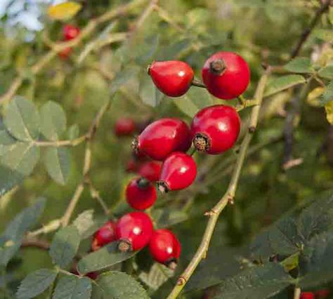 Fall Foraging, Hunters Moon, Year Round Flowers, Rosehip Tea, Wine Yeast, Food Hunter, Plant Catalogs, Rose Hips, Growing Roses