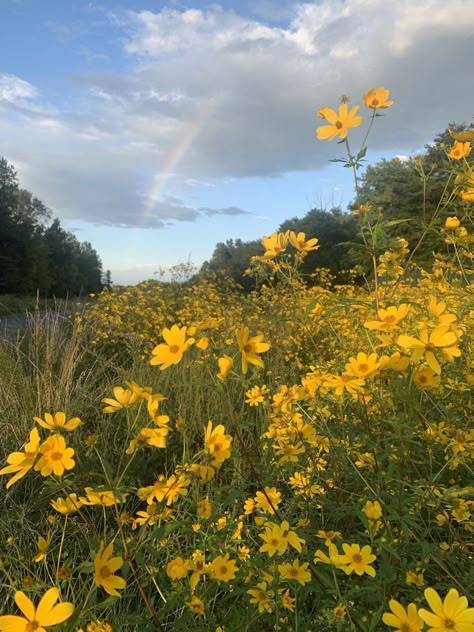 Field Of Yellow Flowers Aesthetic, Subtle Yellow Aesthetic, Field With Yellow Flowers, Nature Widgets Aesthetic, Spring Yellow Aesthetic, Flower Field Yellow, Yellow Daisies Aesthetic, Yellow Flower Field Aesthetic, Yellow Landscape Aesthetic