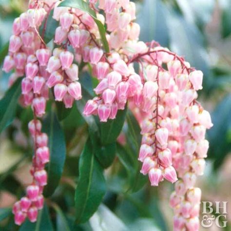 Pieris japonica 'Christmas Cheer' Deer Resistant Shade Plants, Plant Palette, Pieris Japonica, Woodland Gardens, Broadleaf Evergreen, Shade Garden Plants, Deer Resistant Plants, Landscaping Inspiration, Green Stuff