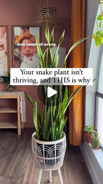 Snake Plant Drooping Leaves, Hydrophobic Soil, Snake Plant Soil, Snake Plant Decor, Snake Plant Indoor, Water Plants Indoor, Plants Grown In Water, Long Planter, When It Rains It Pours